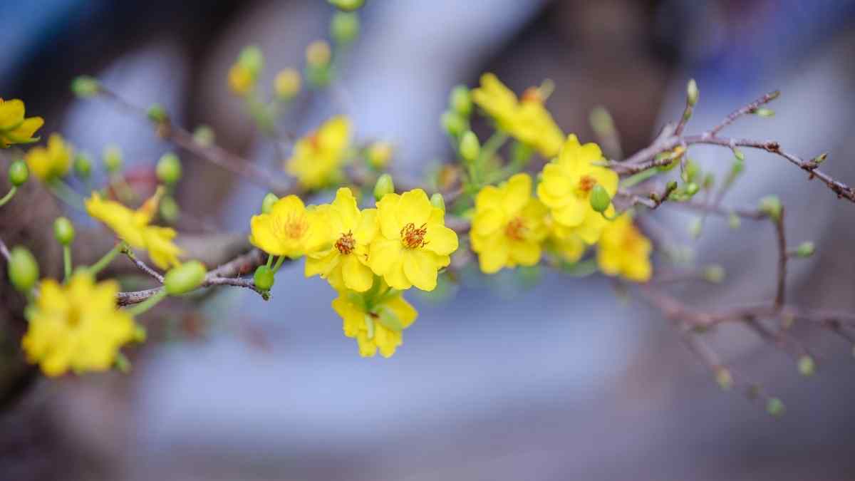 Hình ảnh hoa mai Tết đẹp Hình ảnh hoa mai Tết đẹp