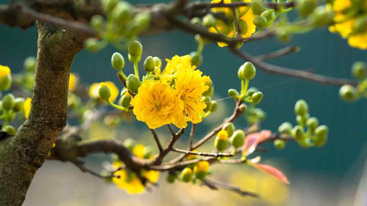 Hình ảnh hoa mai Tết đẹp Hình ảnh hoa mai Tết đẹp