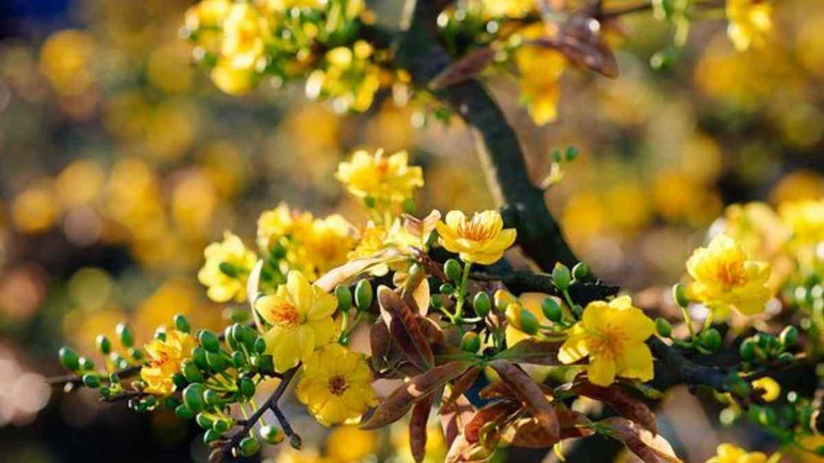 Hình ảnh hoa mai Tết đẹp Hình ảnh hoa mai Tết đẹp