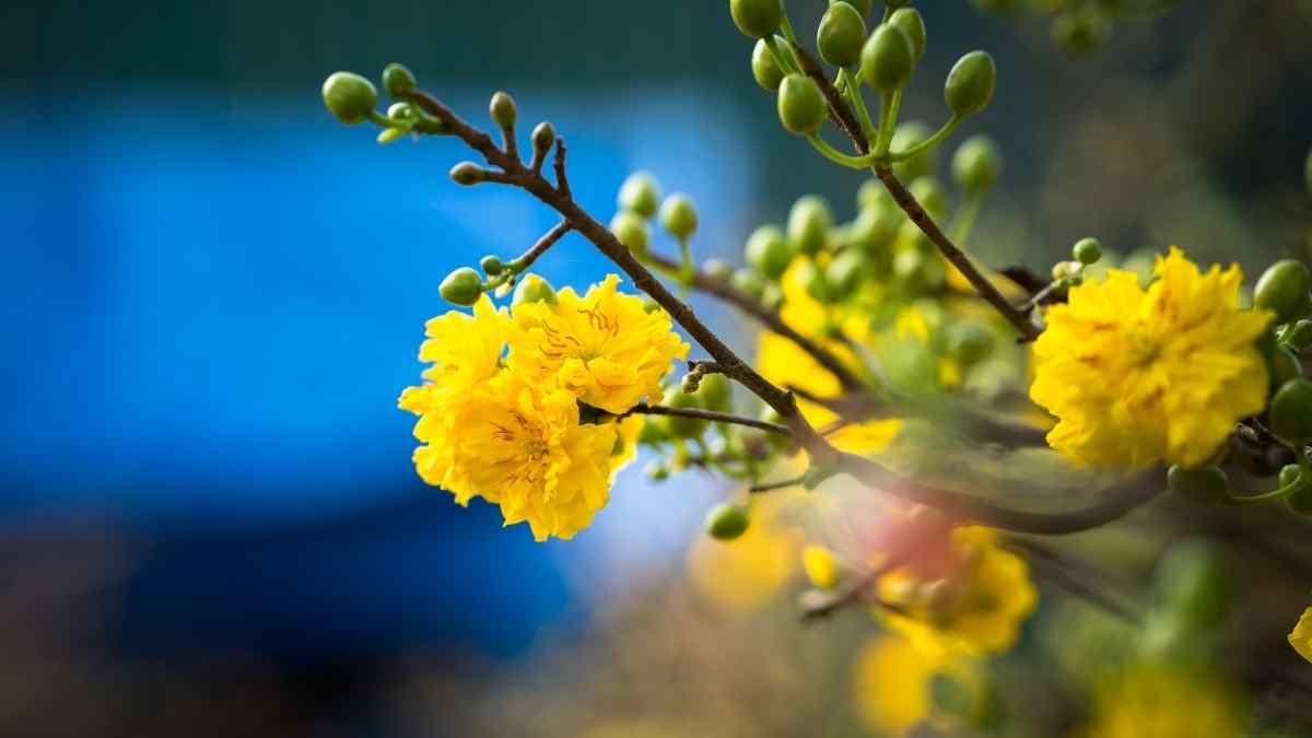 Hình ảnh hoa mai Tết đẹp Hình ảnh hoa mai Tết đẹp