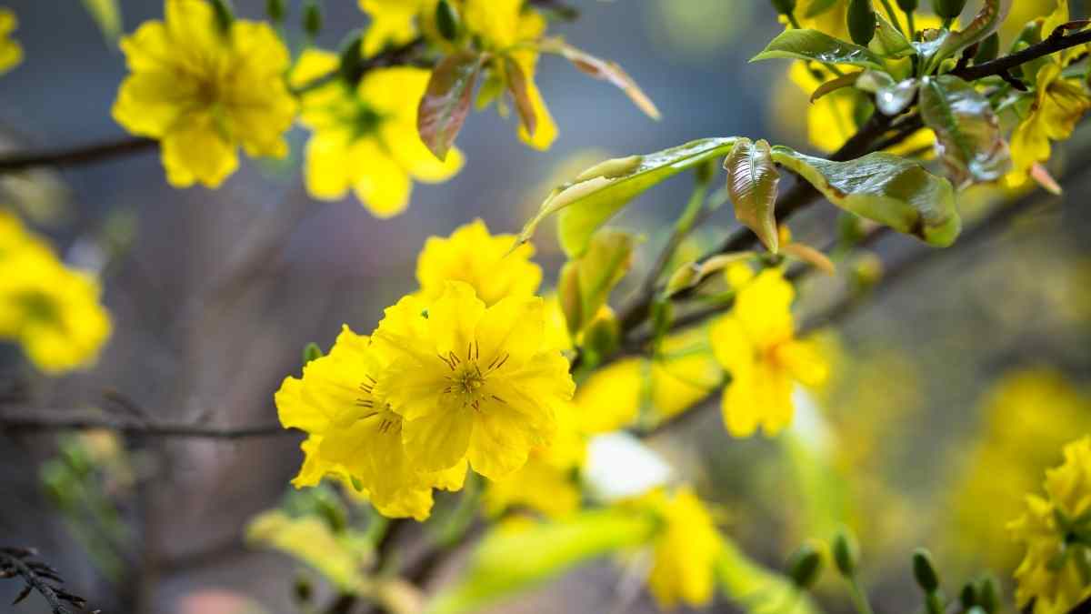 Hình ảnh hoa mai Tết đẹp Hình ảnh hoa mai Tết đẹp