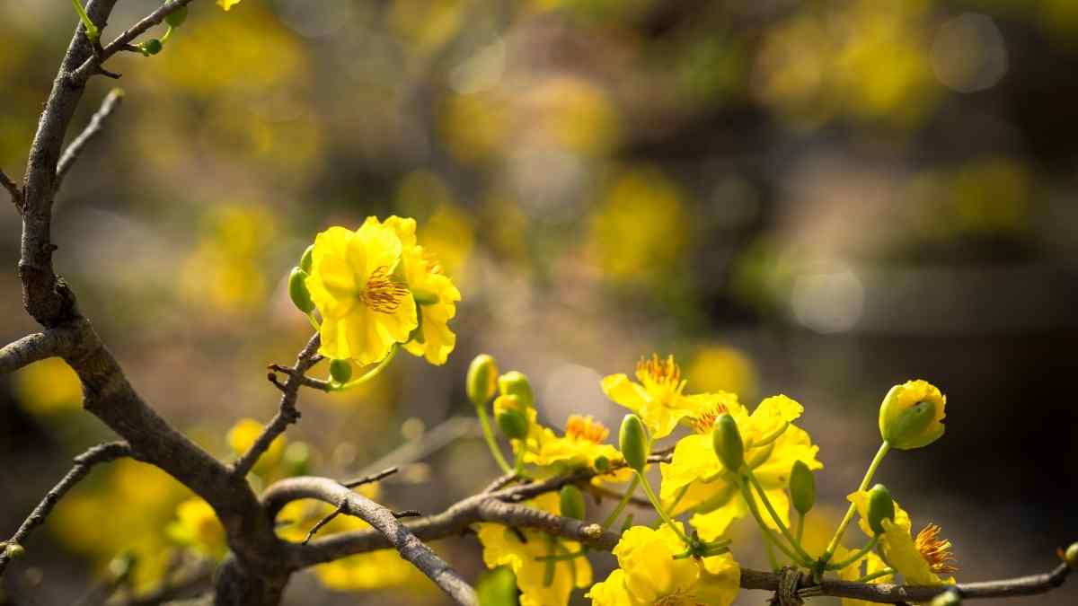 Hình ảnh hoa mai Tết đẹp Hình ảnh hoa mai Tết đẹp