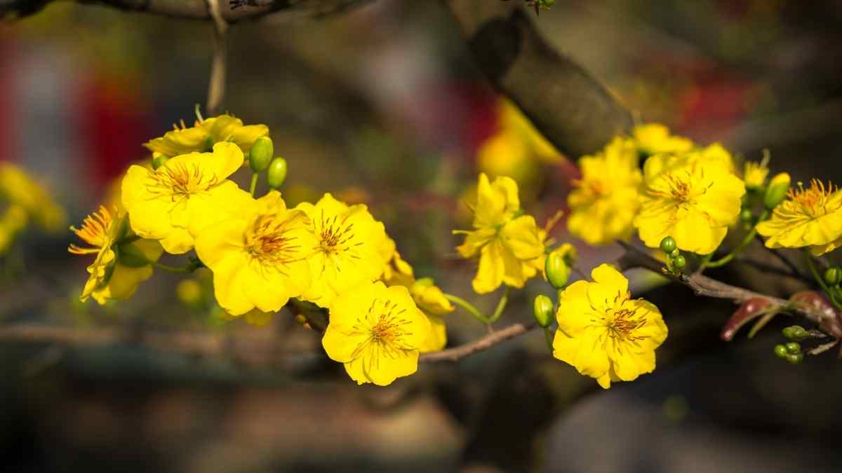 Hình ảnh hoa mai Tết đẹp Hình ảnh hoa mai Tết đẹp