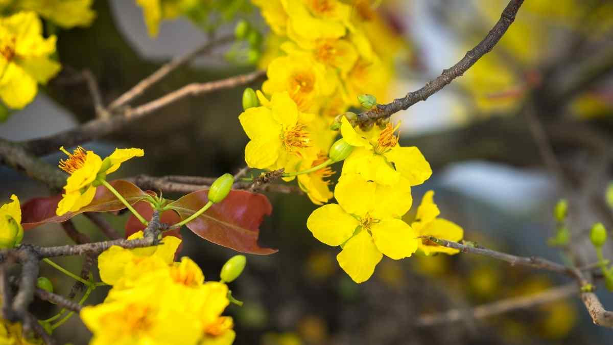 Hình ảnh hoa mai Tết đẹp Hình ảnh hoa mai Tết đẹp