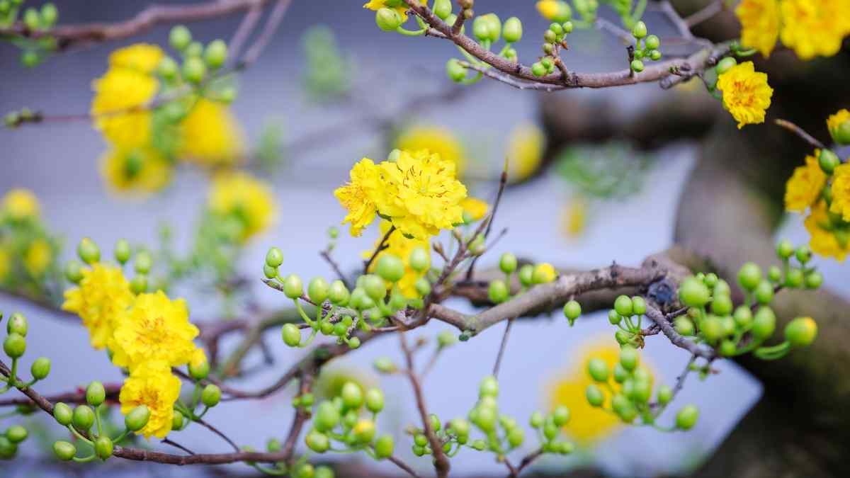 Hình ảnh hoa mai Tết đẹp Hình ảnh hoa mai Tết đẹp