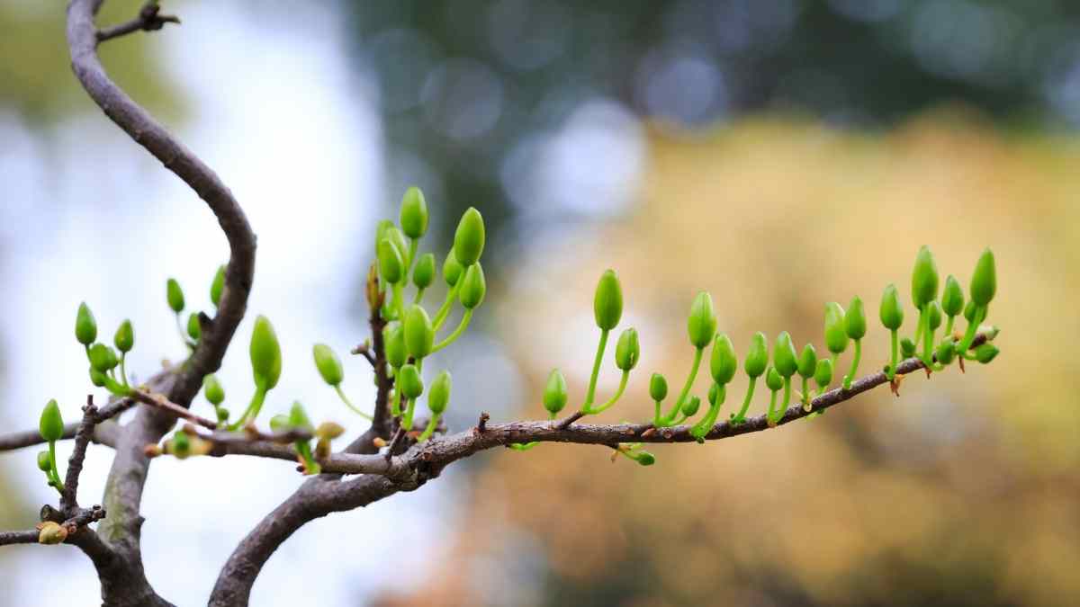 Hình ảnh hoa mai Tết đẹp Hình ảnh hoa mai Tết đẹp