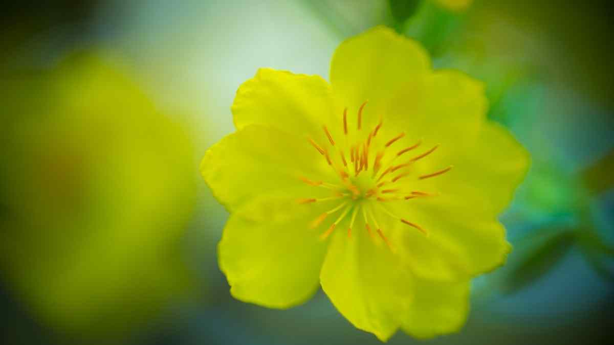 Hình ảnh hoa mai Tết đẹp Hình ảnh hoa mai Tết đẹp