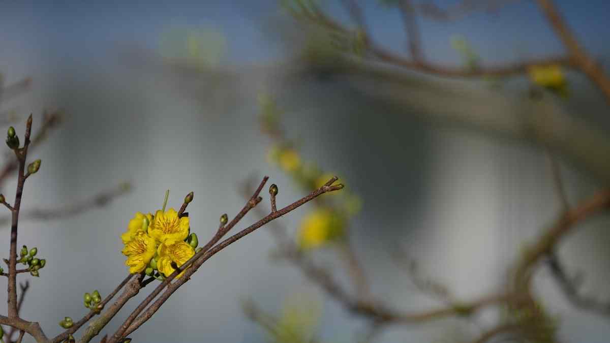 Hình ảnh hoa mai Tết đẹp Hình ảnh hoa mai Tết đẹp