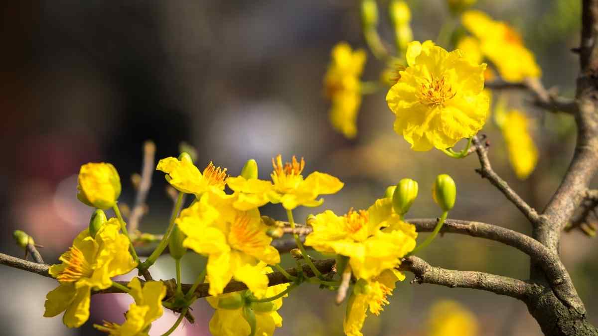 Hình ảnh hoa mai Tết đẹp Hình ảnh hoa mai Tết đẹp