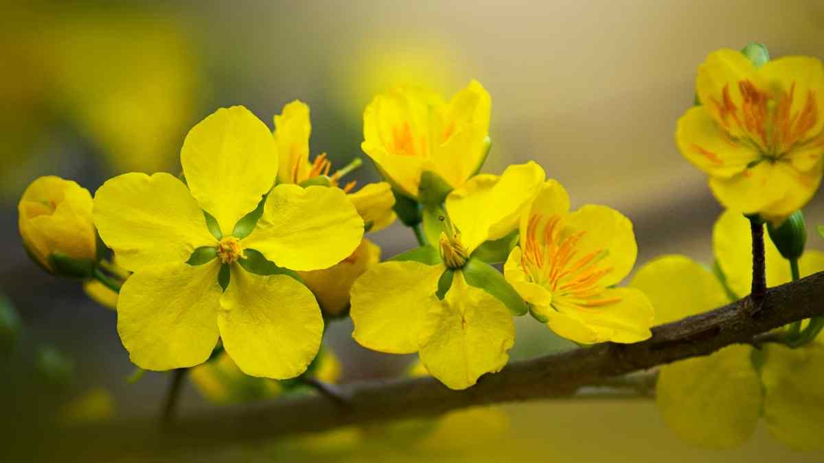 Hình ảnh hoa mai Tết đẹp Hình ảnh hoa mai Tết đẹp