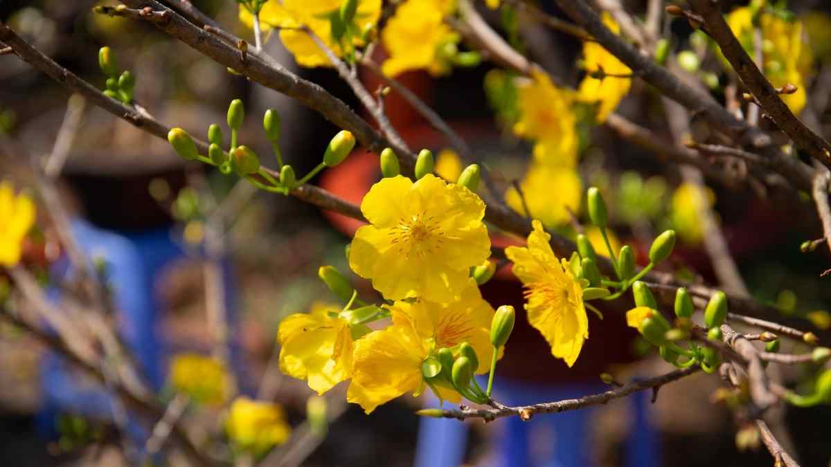 Hình ảnh hoa mai Tết đẹp Hình ảnh hoa mai Tết đẹp