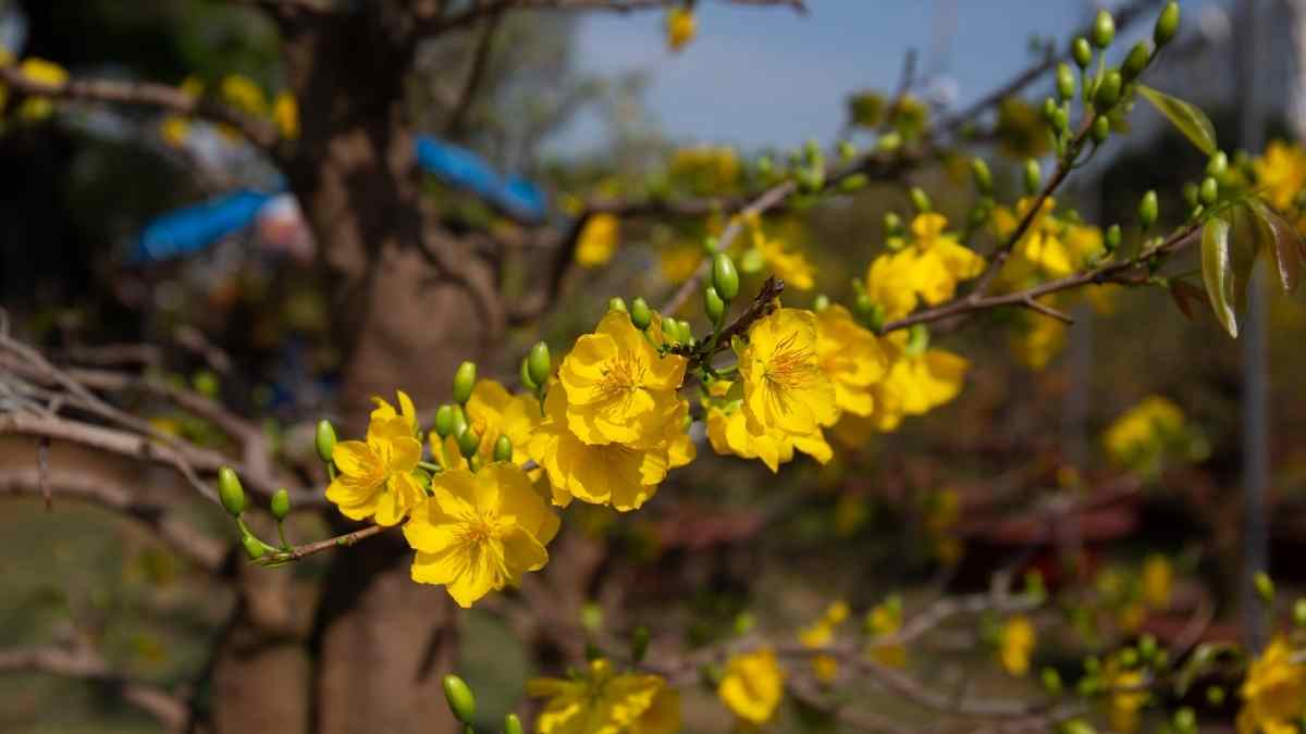 Hình ảnh hoa mai Tết đẹp Hình ảnh hoa mai Tết đẹp