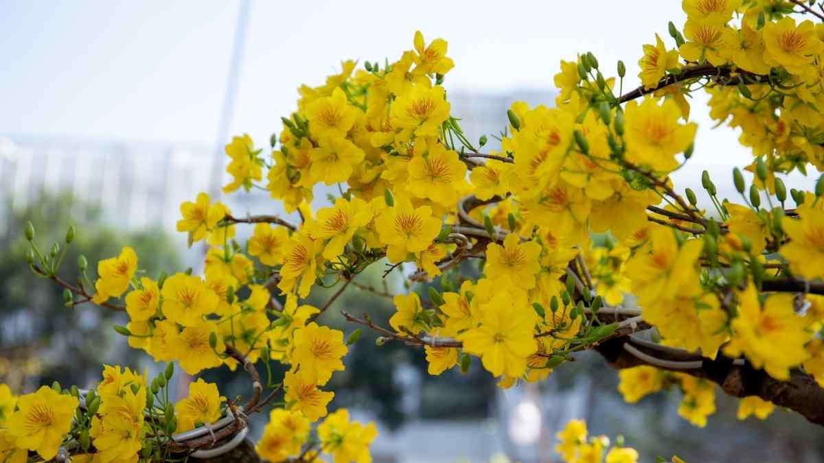 Hình ảnh hoa mai Tết đẹp Hình ảnh hoa mai Tết đẹp