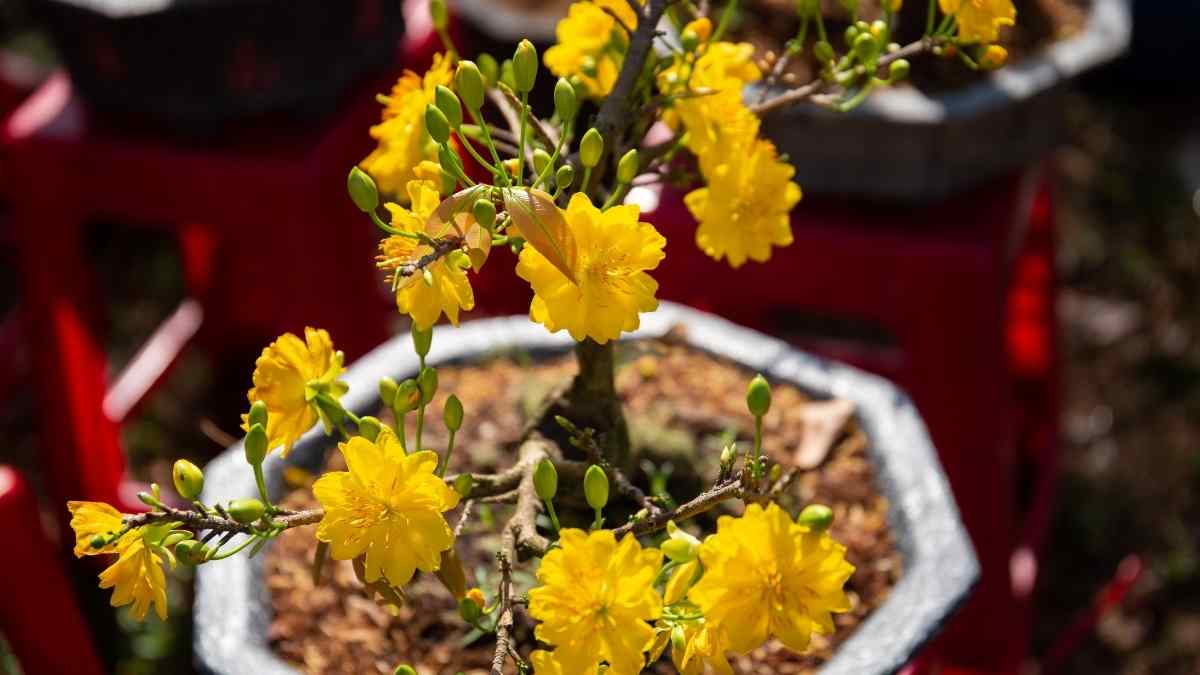 Hình ảnh hoa mai Tết đẹp Hình ảnh hoa mai Tết đẹp