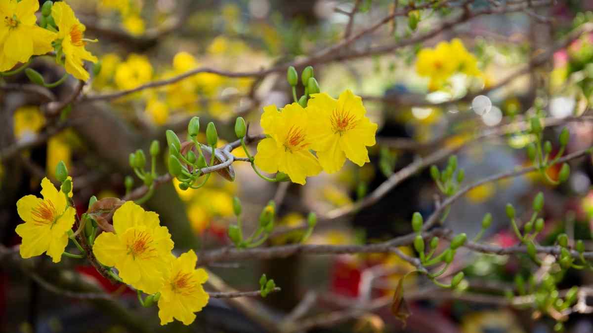 Hình ảnh hoa mai Tết đẹp Hình ảnh hoa mai Tết đẹp