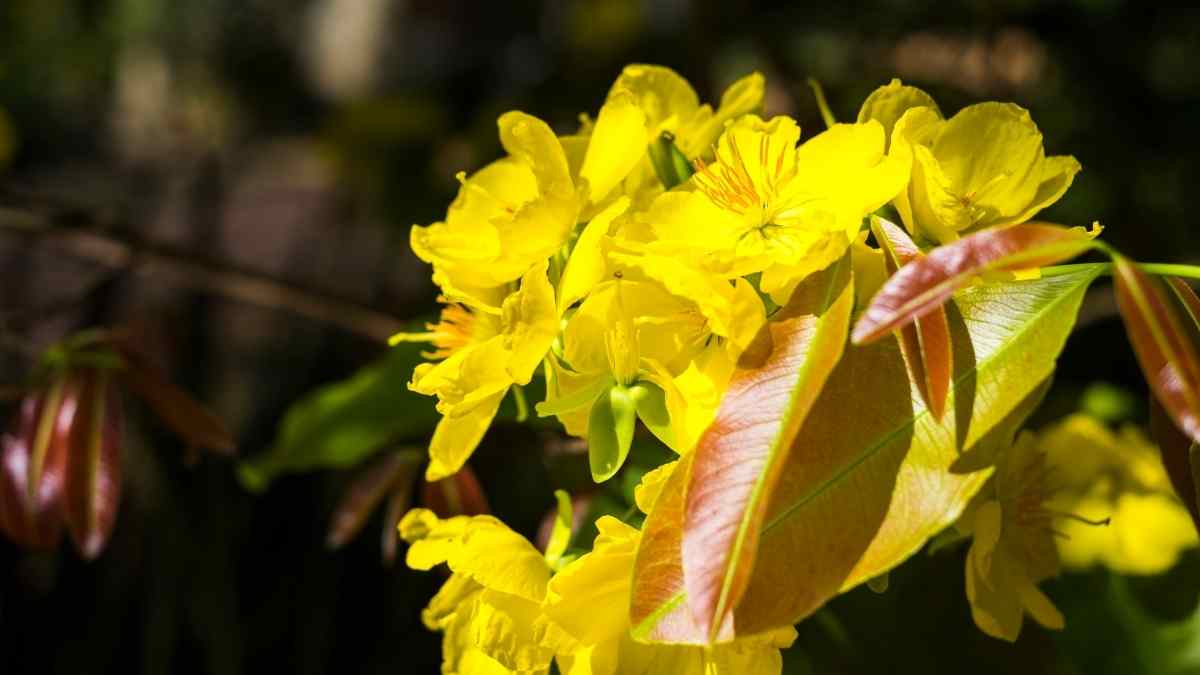 Hình ảnh hoa mai Tết đẹp Hình ảnh hoa mai Tết đẹp