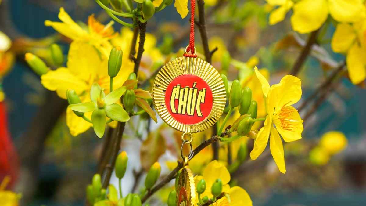 Hình ảnh hoa mai Tết đẹp Hình ảnh hoa mai Tết đẹp