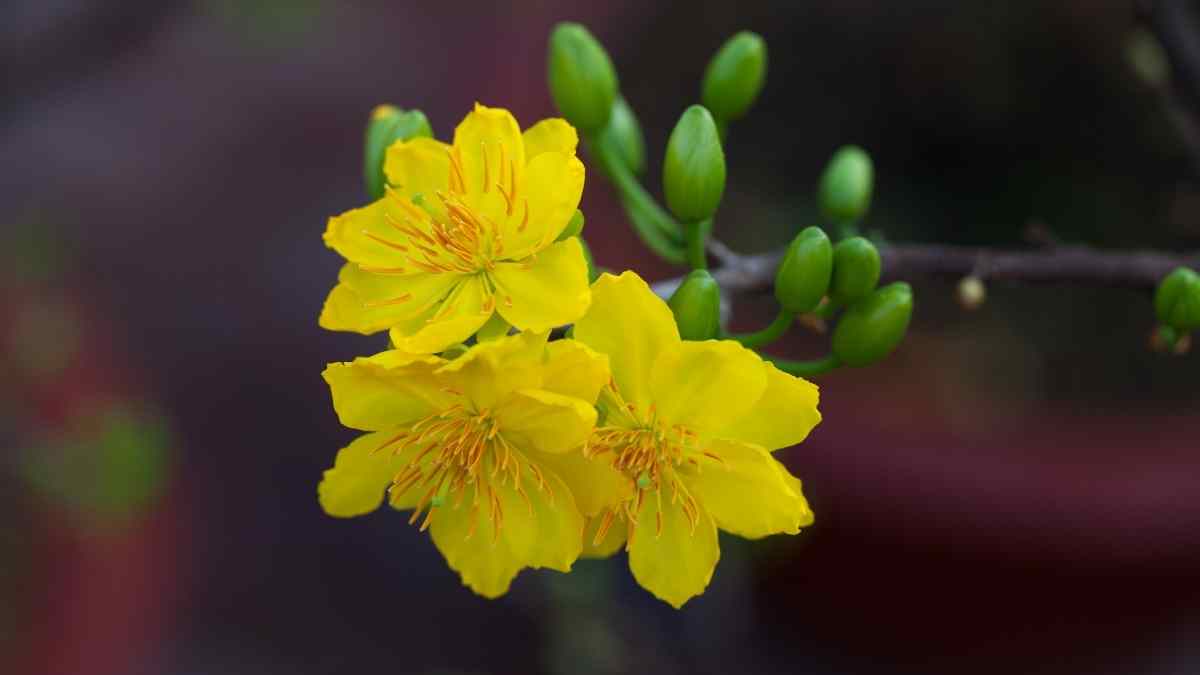 Hình ảnh hoa mai Tết đẹp Hình ảnh hoa mai Tết đẹp