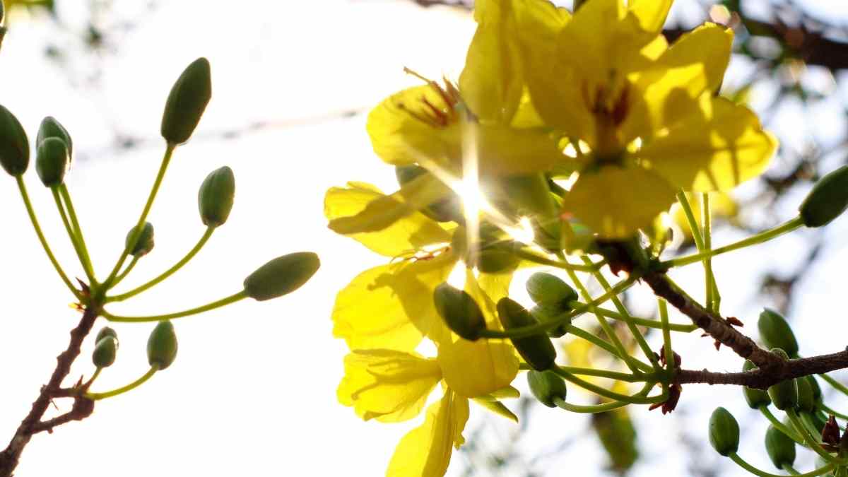 Hình ảnh hoa mai Tết đẹp Hình ảnh hoa mai Tết đẹp