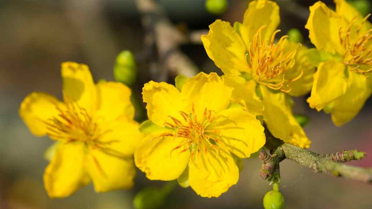 Hình ảnh hoa mai Tết đẹp Hình ảnh hoa mai Tết đẹp