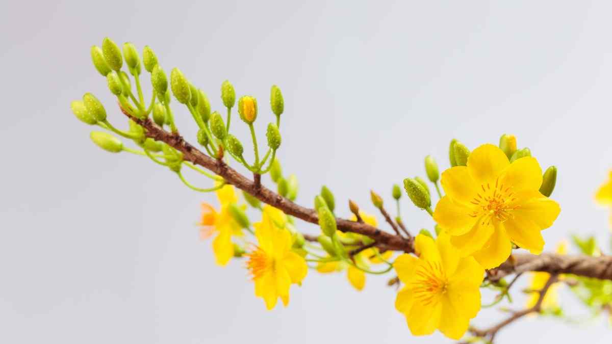 Hình ảnh hoa mai Tết đẹp Hình ảnh hoa mai Tết đẹp