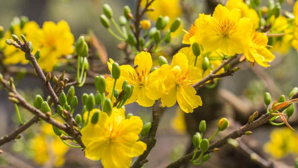 Hình ảnh hoa mai Tết đẹp Hình ảnh hoa mai Tết đẹp