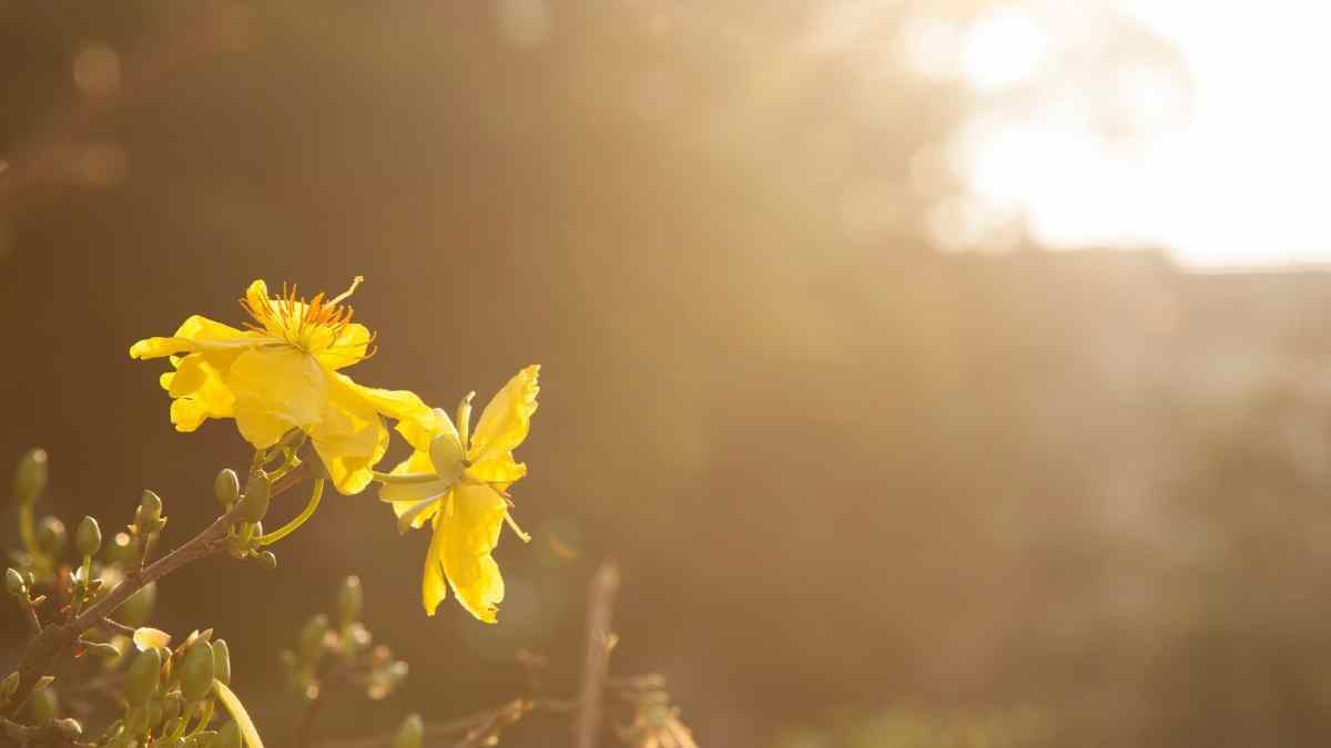 Hình ảnh hoa mai Tết đẹp Hình ảnh hoa mai Tết đẹp