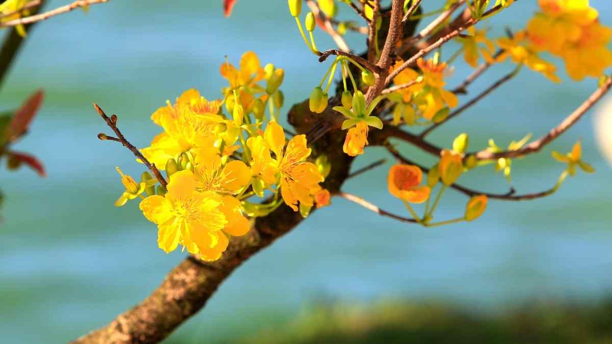 Hình ảnh hoa mai Tết đẹp Hình ảnh hoa mai Tết đẹp