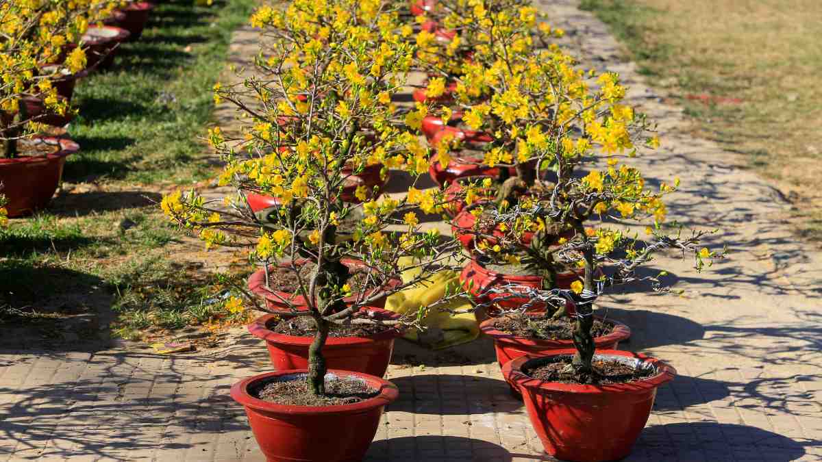 Hình ảnh hoa mai Tết đẹp Hình ảnh hoa mai Tết đẹp