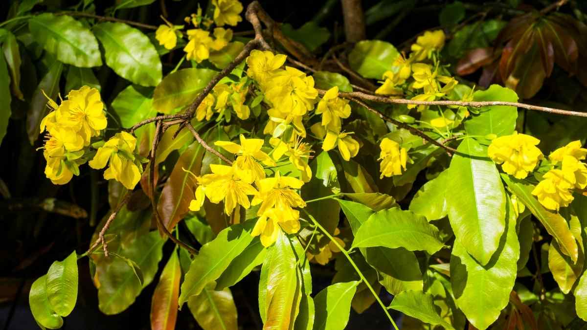 Hình ảnh hoa mai Tết đẹp Hình ảnh hoa mai Tết đẹp