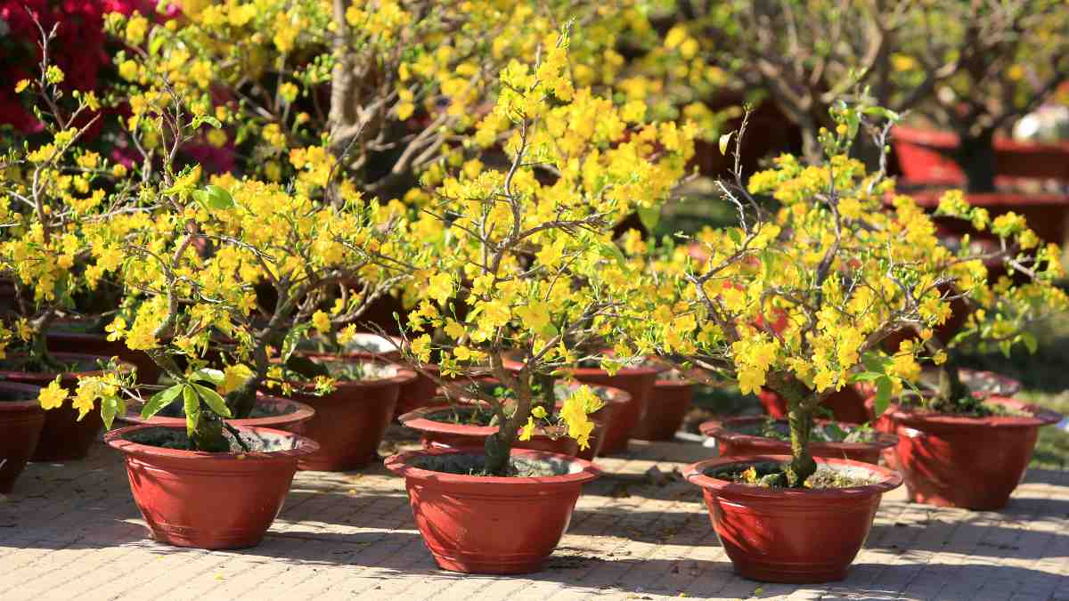 Hình ảnh hoa mai Tết đẹp Hình ảnh hoa mai Tết đẹp