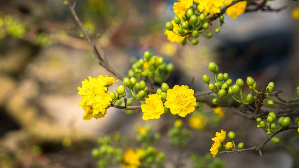 Hình ảnh hoa mai Tết đẹp Hình ảnh hoa mai Tết đẹp