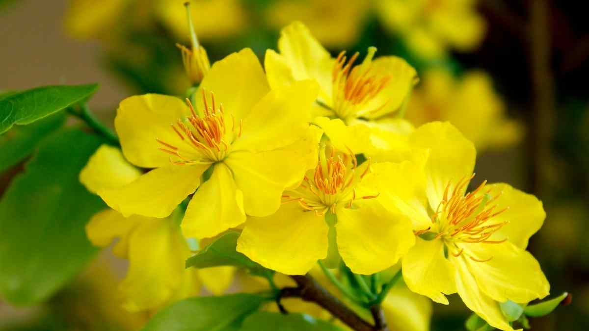 Hình ảnh hoa mai Tết đẹp Hình ảnh hoa mai Tết đẹp