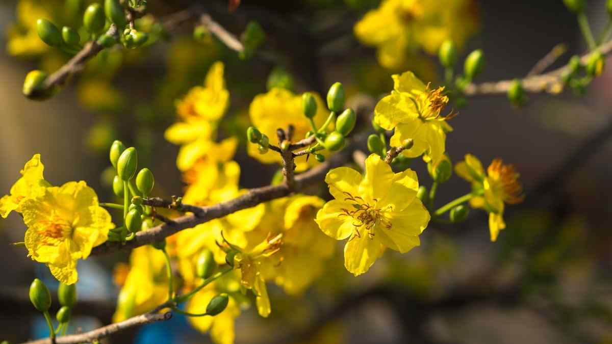 Hình ảnh hoa mai Tết đẹp Hình ảnh hoa mai Tết đẹp