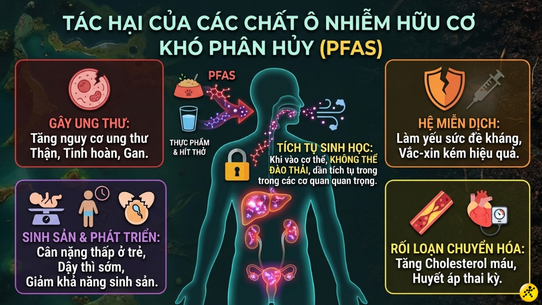 T&aacute;c hại của h&oacute;a chất vĩnh cửu (PFAS)