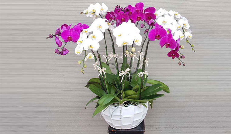 Lan Hồ Điệp mang vẻ đẹp sang trọng, thanh tao cho không gian Lan Hồ Điệp mang vẻ đẹp sang trọng, thanh tao cho không gian