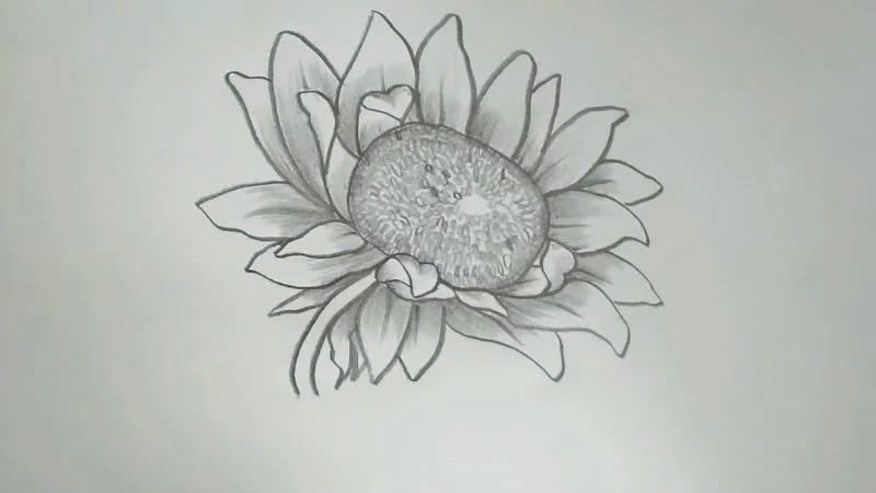 Vẽ hoa hướng dương chi tiết bằng bút chì Vẽ hoa hướng dương chi tiết bằng bút chì