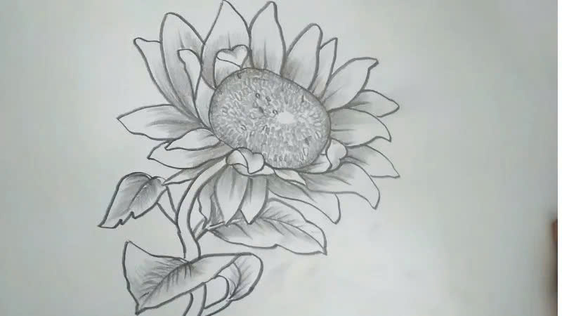 Vẽ hoa hướng dương chi tiết bằng bút chì Vẽ hoa hướng dương chi tiết bằng bút chì
