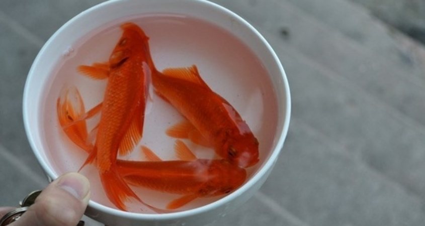 Chuẩn bị cá chép để thả vào ngày 23 tháng Chạp