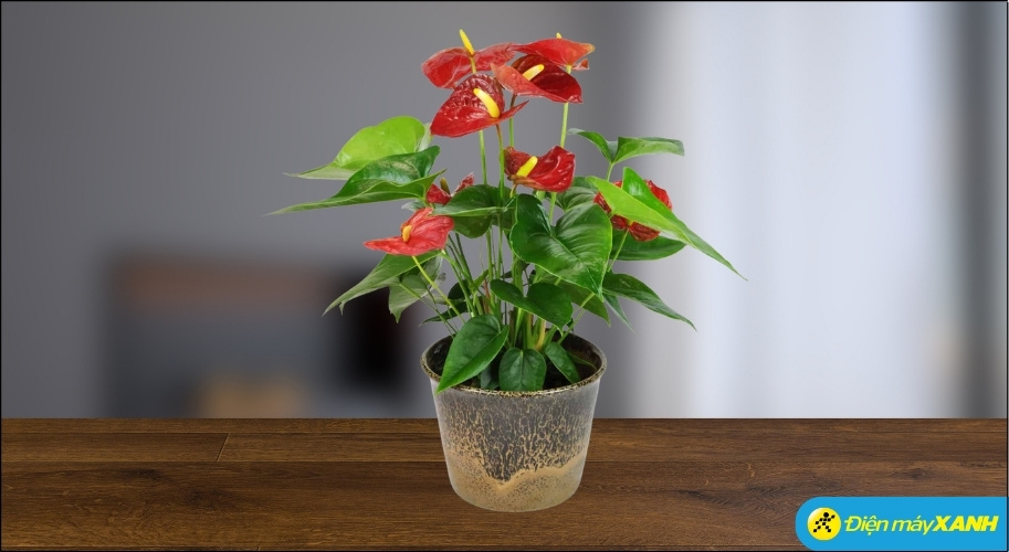 Cây Hồng Môn có lá hình trái tim và hoa màu đỏ thắm, là đại diện tiêu biểu cho hành Hỏa