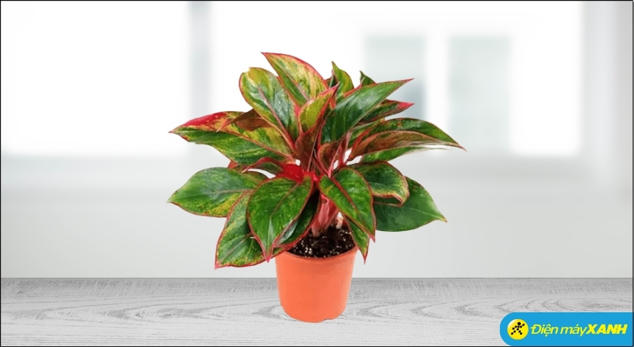 Cây Phú Quý nổi bật với tán lá xòe rộng, mang vẻ đẹp rực rỡ nhờ viền lá màu đỏ tươi