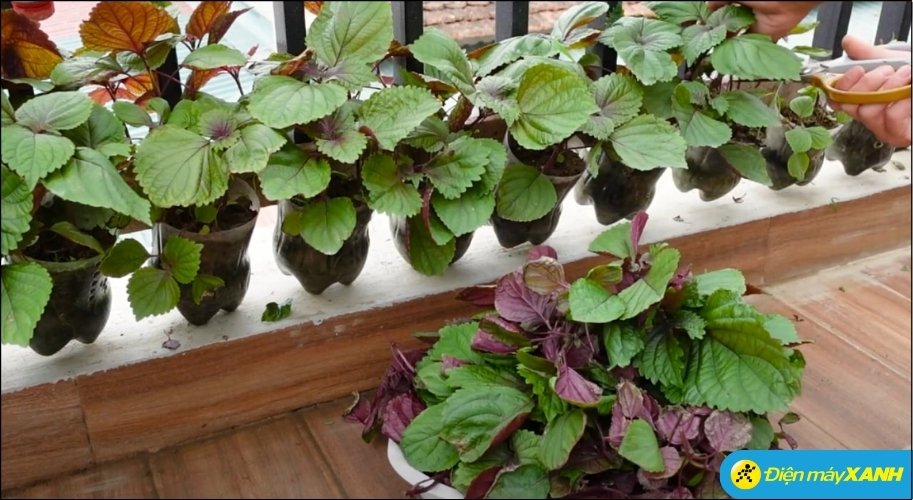 Việc bài trí một chậu tía tô nhỏ ở bệ bếp hay bậu cửa sổ sẽ giúp thanh lọc không gian hiệu quả