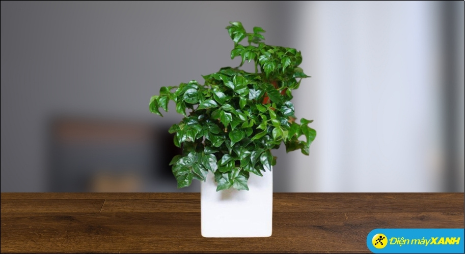 Đặt cây ở hướng Nam sẽ giúp tăng cường vượng khí tốt nhất cho gia chủ