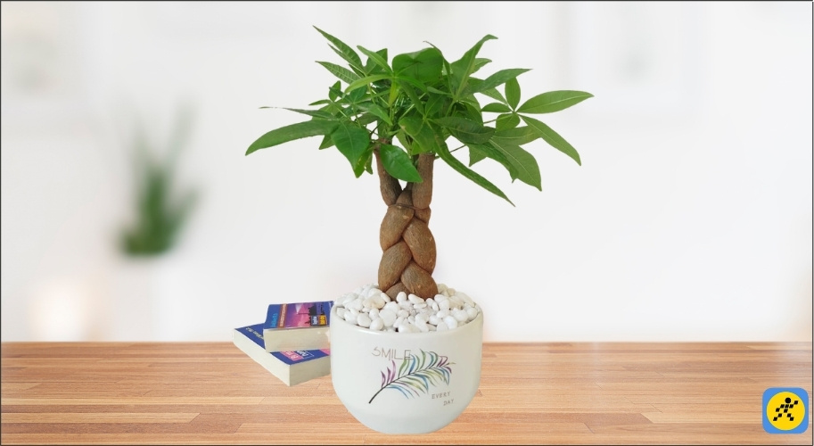 Cây Kim Ngân là lựa chọn hàng đầu cho những ai mong cầu sự thịnh vượng về tài chính