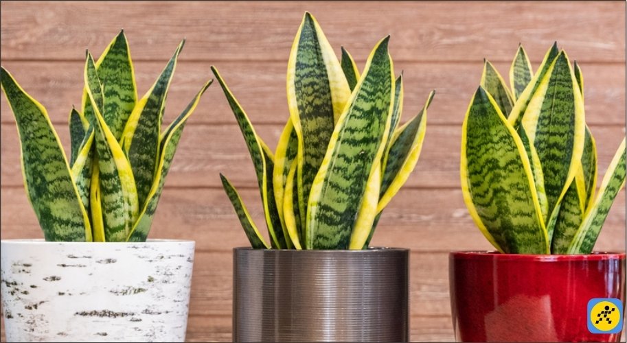 Viền lá cây lưỡi hổ màu vàng là màu của hành Thổ (tương sinh), giúp gia tăng vượng khí cực mạnh cho gia chủ