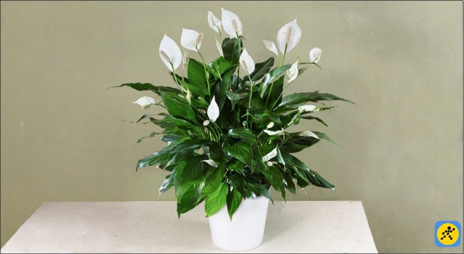 Lan Ý (Huệ Hòa Bình) nổi bật với những bông hoa trắng muốt vươn lên kiêu hãnh, phù hợp với người mệnh Kim