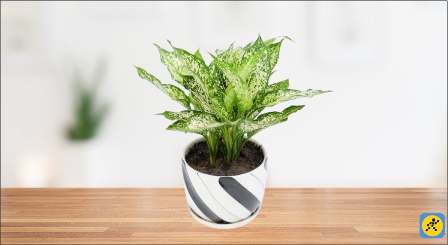 Tỷ lệ màu trắng trên lá khá cao khiến loại cây Ngọc Ngân cực kỳ hợp với người mệnh Kim