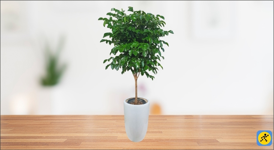 Người mệnh Kim trồng cây Hạnh Phúc sẽ cảm thấy tâm hồn thư thái, bớt đi sự nóng nảy thường ngày