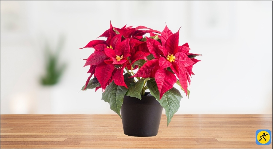 Người mệnh Kim cần đặc biệt tránh các loại cây có màu đỏ, hồng, cam, tím đậm