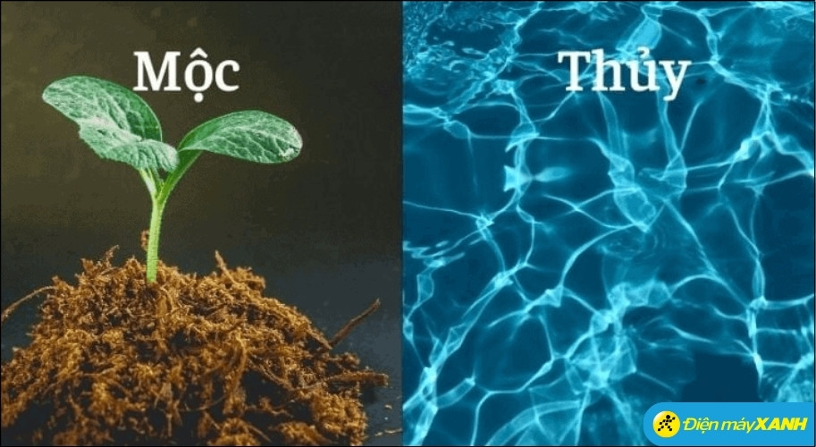 Trong Ngũ hành, Thủy (nước) nuôi dưỡng cho Mộc (cây) phát triển